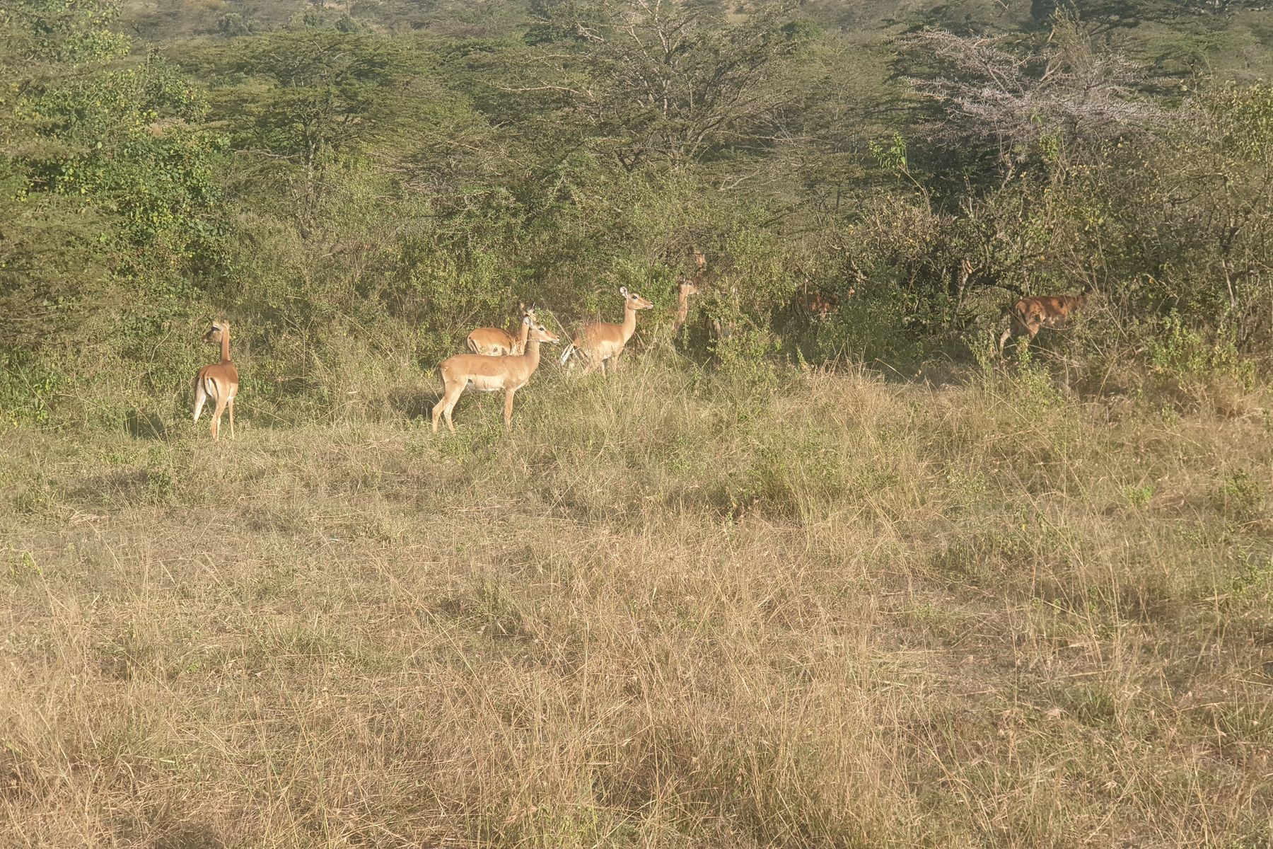 Saha çalışması — Kenya